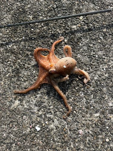 タコの釣果