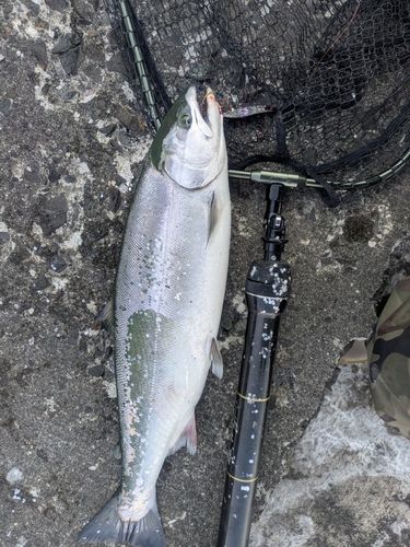サクラマスの釣果