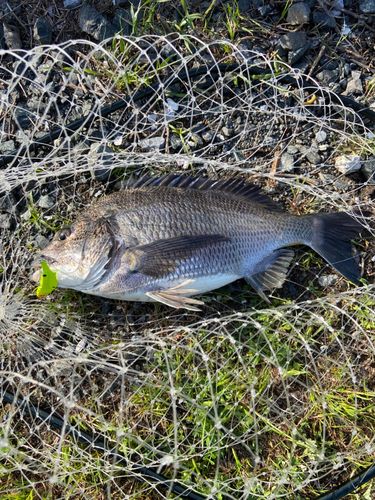 チヌの釣果