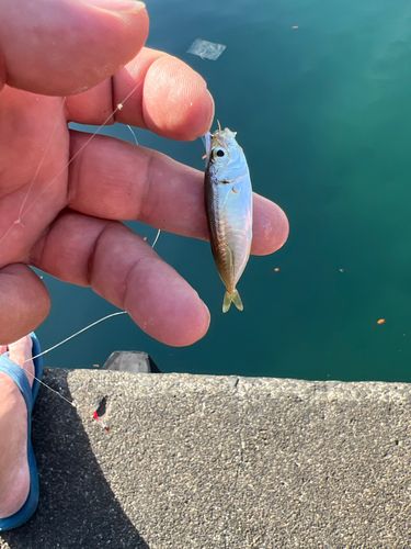 マアジの釣果