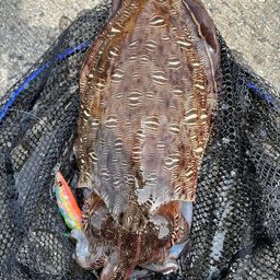 モンゴウイカ