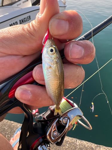 マアジの釣果