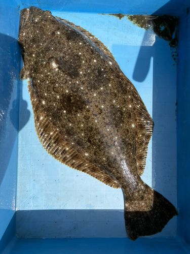 ヒラメの釣果