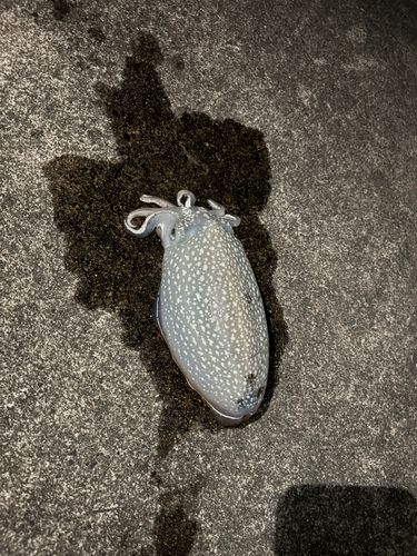 コウイカの釣果