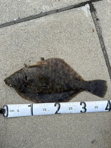 マコガレイの釣果
