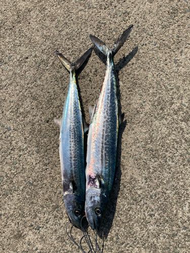 サゴシの釣果