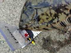 クロガシラガレイの釣果