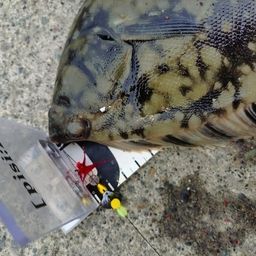 クロガシラガレイ