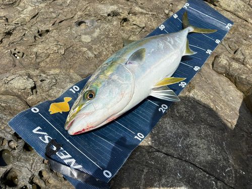 メジロの釣果