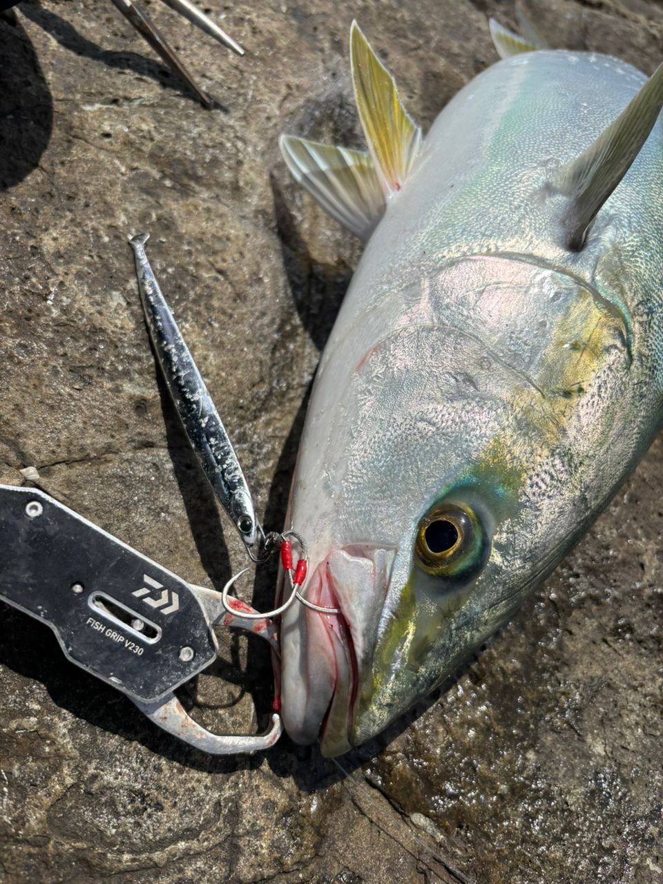 てっちりさんさんの釣果 2枚目の画像