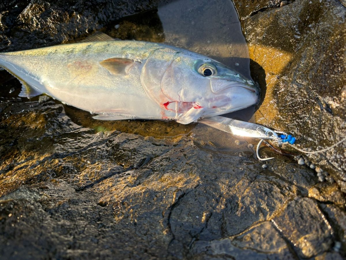 てっちりさんさんの釣果 3枚目の画像