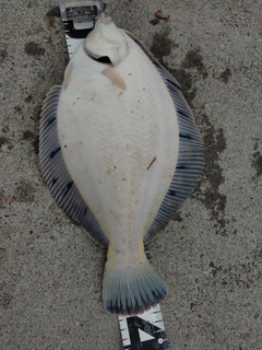 クロガシラガレイの釣果