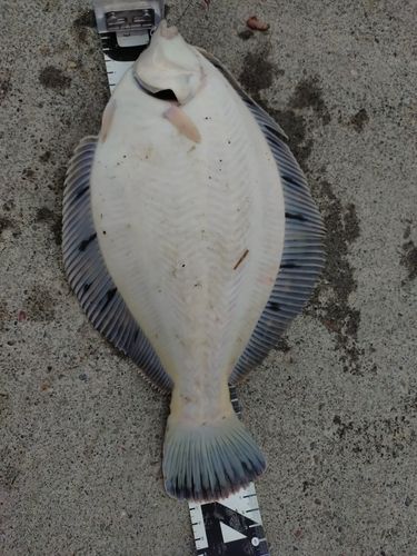 クロガシラガレイ