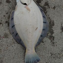 クロガシラガレイ