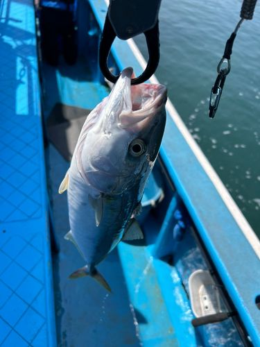 イナダの釣果