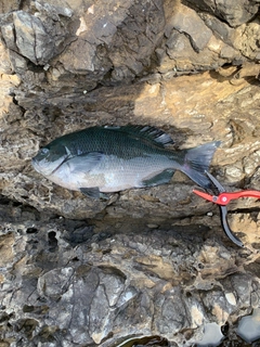 グレの釣果