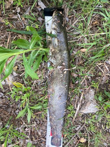 イワトコナマズ