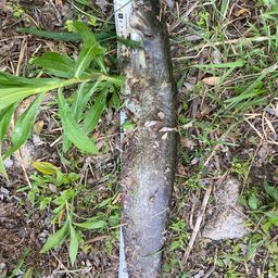 イワトコナマズ