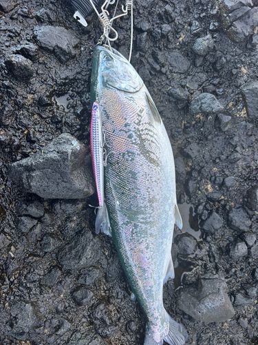 サクラマスの釣果