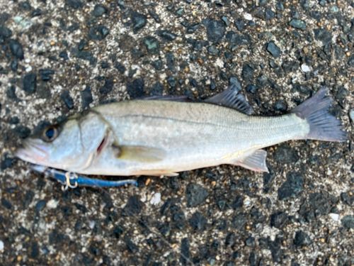 セイゴ（マルスズキ）の釣果