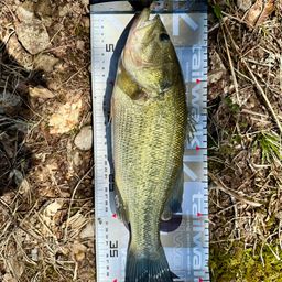 ラージマウスバス