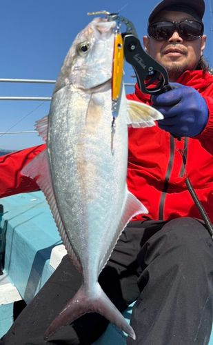 ショゴの釣果
