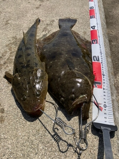 ヒラメの釣果