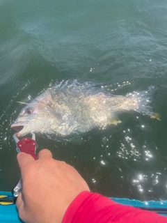 キビレの釣果