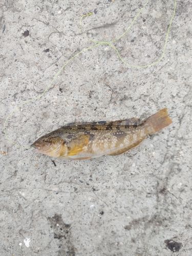アイナメの釣果
