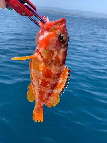 アカハタの釣果