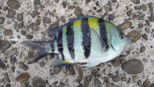 オヤビッチャの釣果