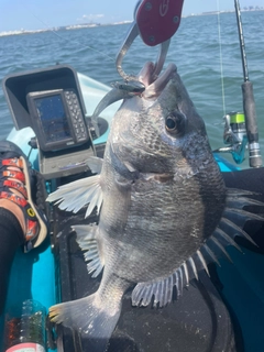 キビレの釣果