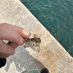 マハゼ