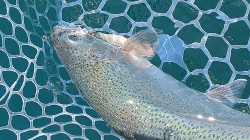 ニジマスの釣果