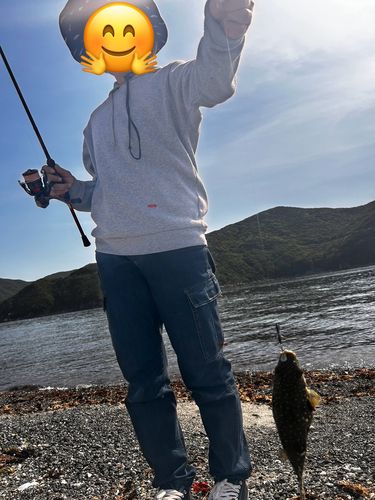 クサフグの釣果