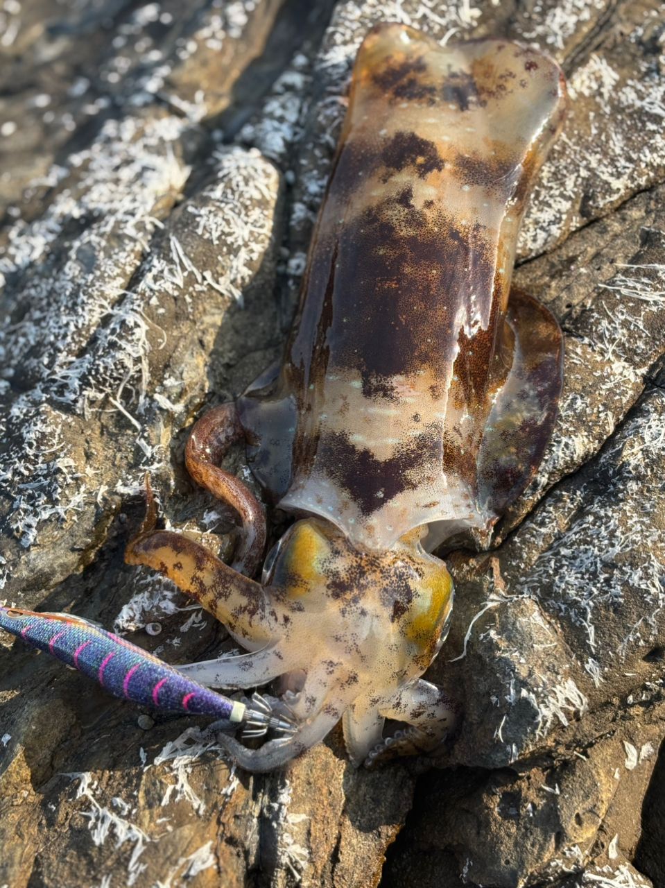 ヤマガブランクス カリスタ 710M/TZ NANO ヤマガブランクス(YAMAGA Branks) カリスタ(Calista)710M/TZ NANO
