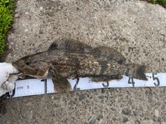 アイナメの釣果