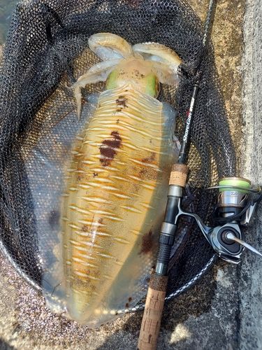 アオリイカの釣果