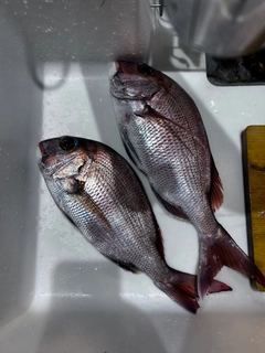 マダイの釣果