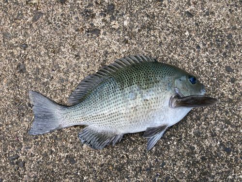 メジナの釣果