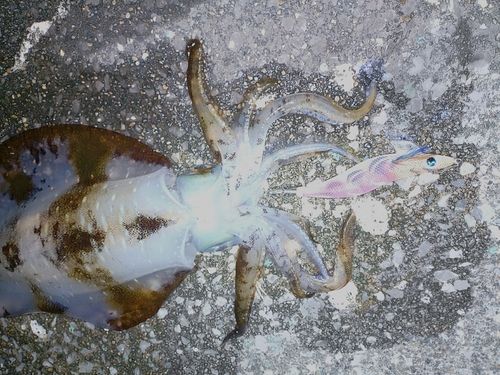 アオリイカの釣果