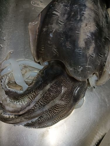 コウイカの釣果