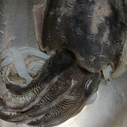 コウイカ