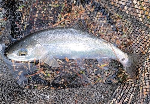 ニジマスの釣果