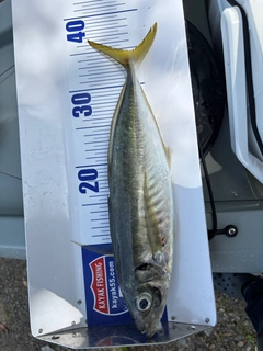 マアジの釣果
