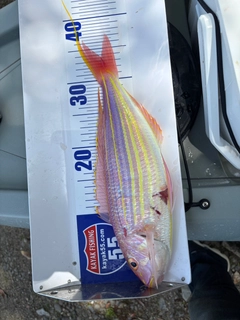 イトヨリダイの釣果