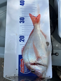 タイの釣果