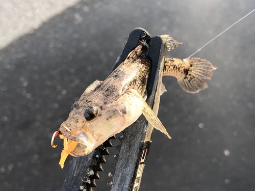ウロハゼの釣果