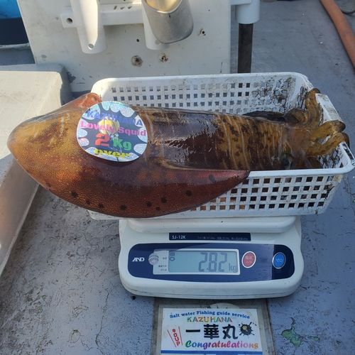 アオリイカの釣果