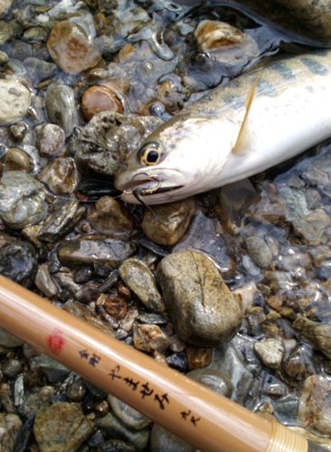 ヤマメの釣果